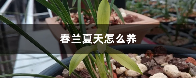 春兰夏天怎么养 春兰夏天怎么养