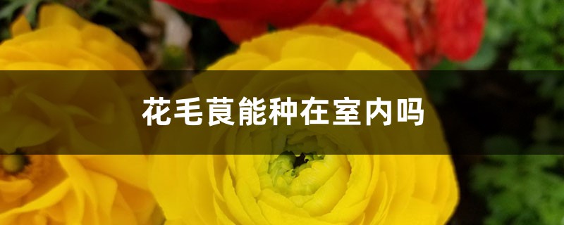 花毛茛能种在室内吗 花毛茛能种在室内吗