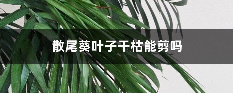 散尾葵叶子干枯能剪吗 散尾葵叶子干枯能剪吗