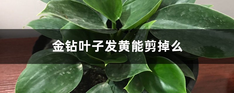 金钻叶子发黄能剪掉么 金钻叶子发黄能剪掉么