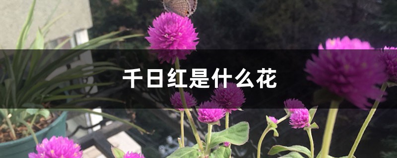 千日红是什么花 千日红是什么花