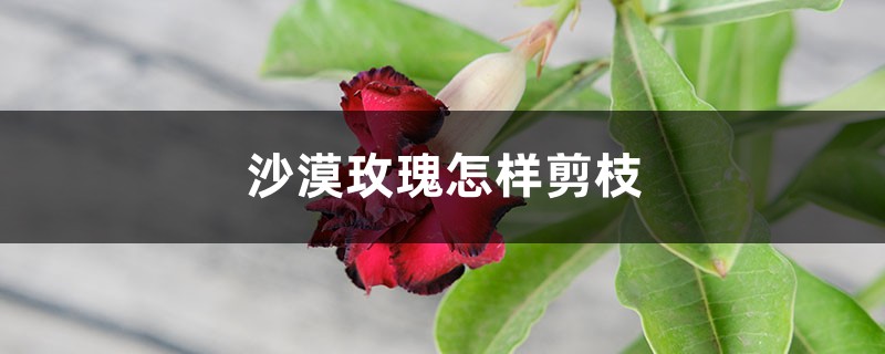 沙漠玫瑰怎样剪枝 沙漠玫瑰怎样剪枝