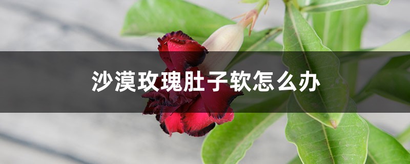 沙漠玫瑰肚子软怎么办 沙漠玫瑰肚子软怎么办