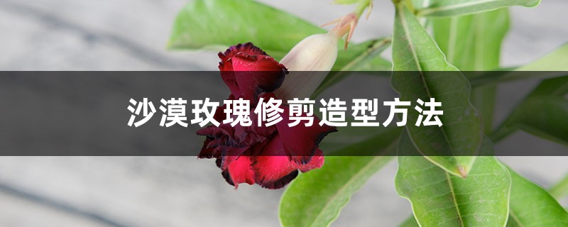 沙漠玫瑰修剪造型方法 沙漠玫瑰修剪造型方法