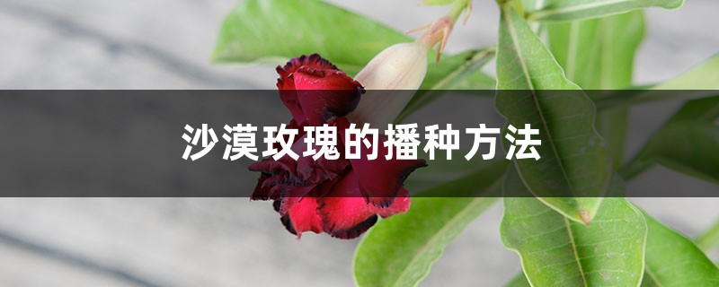 沙漠玫瑰的播种方法