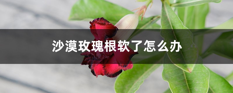 沙漠玫瑰根软了怎么办 沙漠玫瑰根软了怎么办