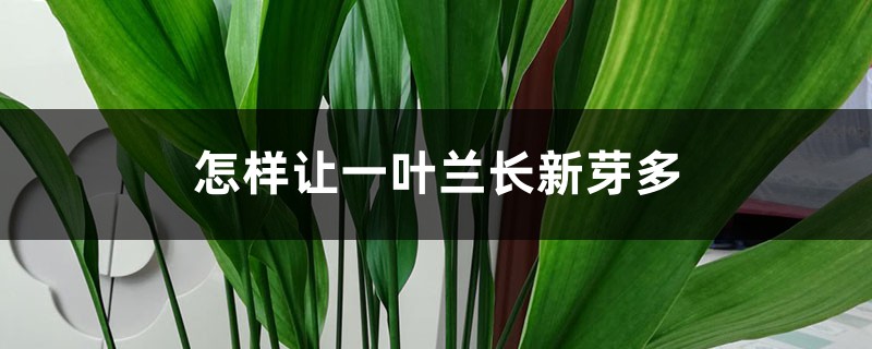 怎样让一叶兰长新芽多 怎样让一叶兰长新芽多