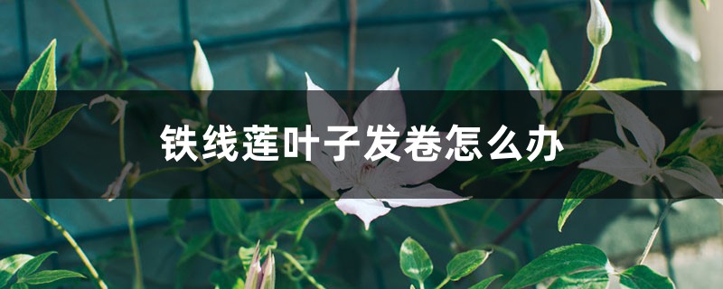 铁线莲叶子发卷怎么办 铁线莲叶子发卷怎么办