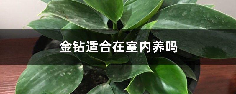 金钻适合在室内养吗 金钻适合在室内养吗