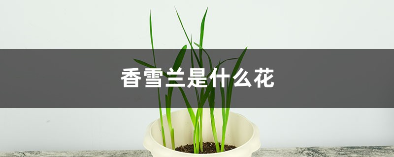 香雪兰是什么花 香雪兰是什么花