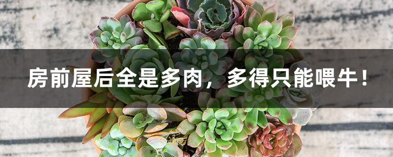 房前屋后全是多肉,多得只能喂牛! 房前屋后全是多肉,多得只能喂牛!