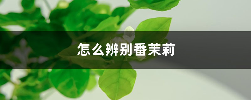 怎么辨别番茉莉 怎么辨别番茉莉