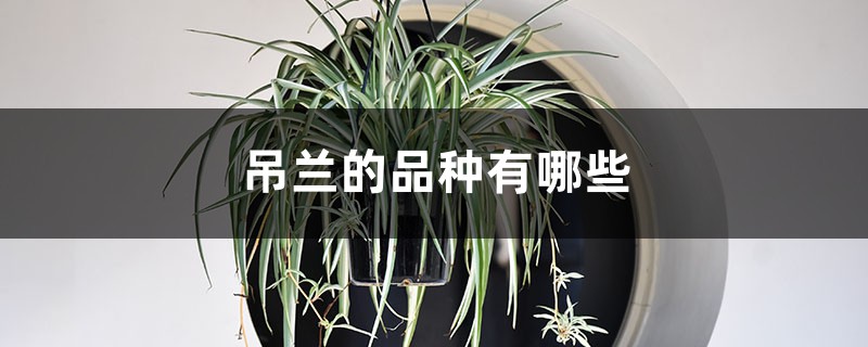 吊兰的品种有哪些 吊兰的品种有哪些