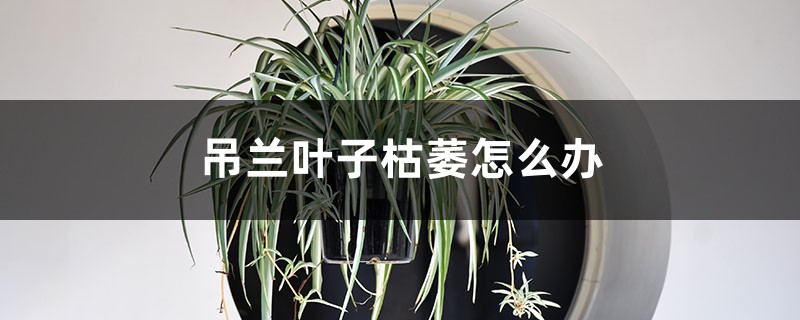 吊兰叶子枯萎怎么办 吊兰叶子枯萎怎么办
