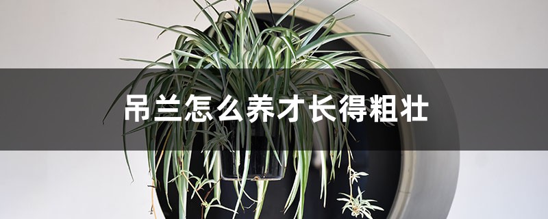吊兰怎么养才长得粗壮 吊兰怎么养才长得粗壮