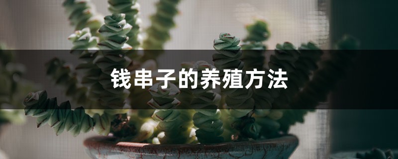 钱串子的养殖方法 钱串子的养殖方法