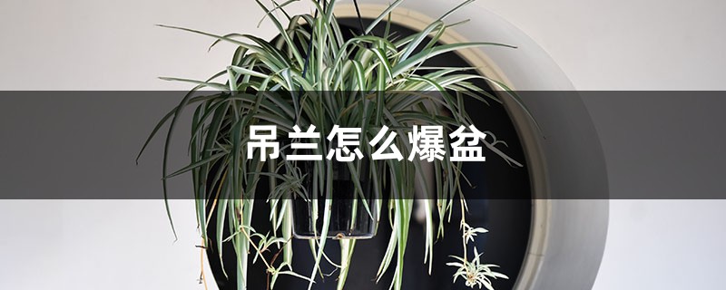 吊兰怎么爆盆 吊兰怎么爆盆