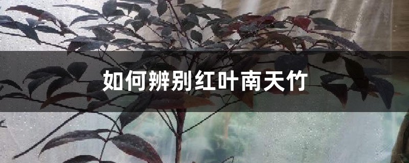 如何辨别红叶南天竹 如何辨别红叶南天竹
