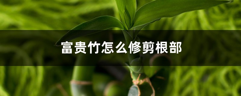 富贵竹怎么修剪根部 富贵竹怎么修剪根部