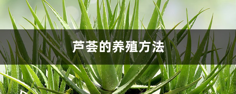 芦荟的养殖方法 芦荟的养殖方法