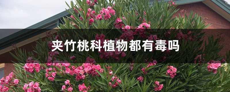 夹竹桃科植物都有毒吗 夹竹桃科植物都有毒吗