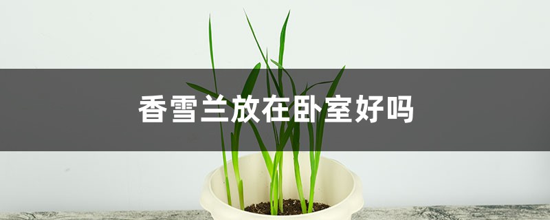 香雪兰放在卧室好吗 香雪兰放在卧室好吗