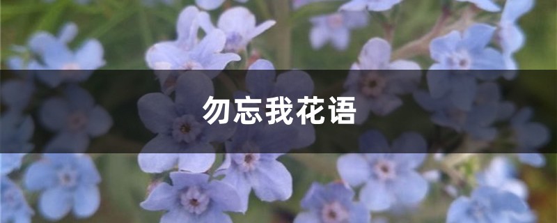 勿忘我花语 勿忘我花语