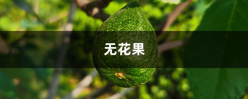 无花果套瓶里,1棵挂满5斤果,3个月吃不完! 无花果套瓶里,1棵挂满5斤果,3个月吃不完!