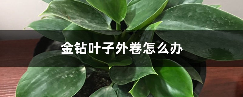 金钻叶子外卷怎么办 金钻叶子外卷怎么办