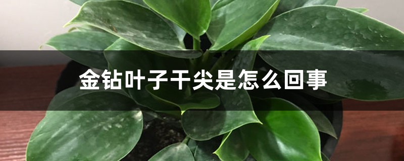 金钻叶子干尖是怎么回事 金钻叶子干尖是怎么回事