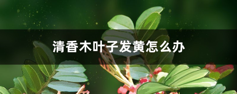 清香木叶子发黄怎么办 清香木叶子发黄怎么办