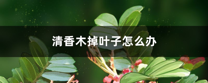 清香木掉叶子怎么办 清香木掉叶子怎么办