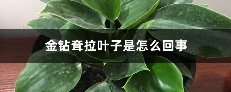 金钻耷拉叶子是怎么回事 金钻耷拉叶子是怎么回事