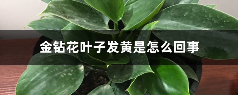 金钻花叶子发黄是怎么回事 金钻花叶子发黄是怎么回事