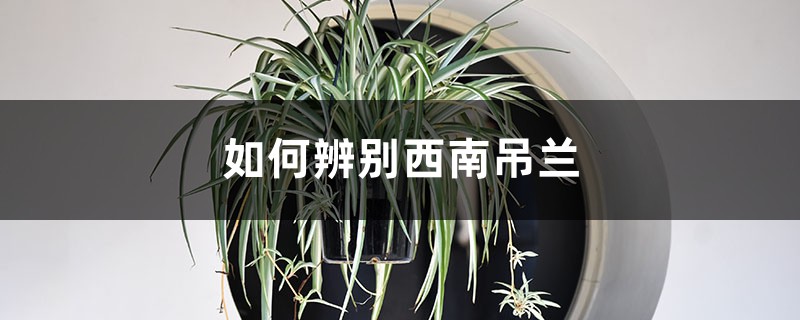 如何辨别西南吊兰 如何辨别西南吊兰