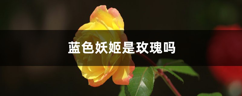 蓝色妖姬是玫瑰吗 蓝色妖姬是玫瑰吗