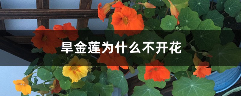 旱金莲为什么不开花 旱金莲为什么不开花