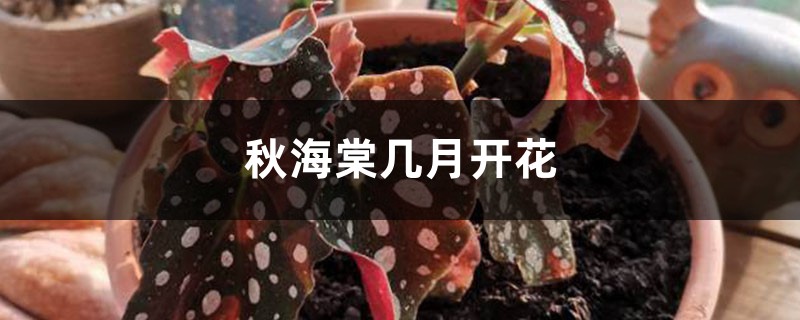 秋海棠几月开花 秋海棠几月开花