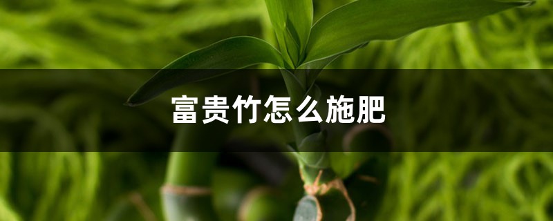 富贵竹怎么施肥 富贵竹怎么施肥