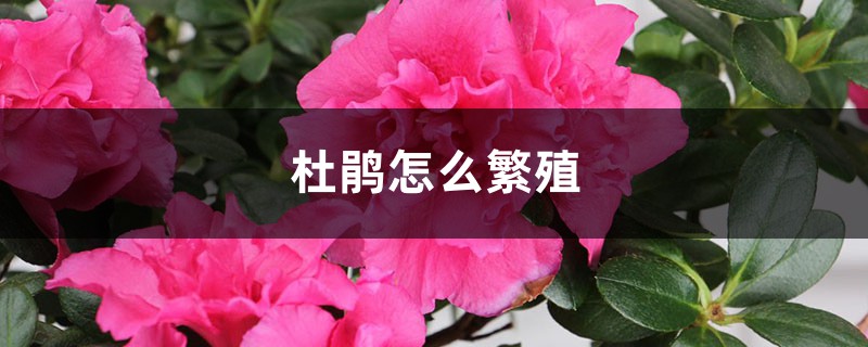 杜鹃怎么繁殖 杜鹃怎么繁殖