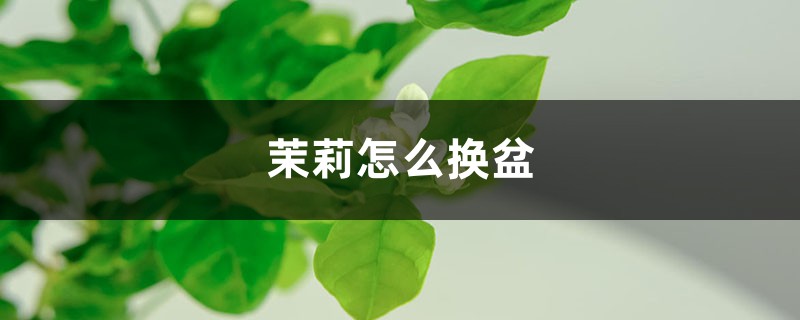 茉莉怎么换盆 茉莉怎么换盆