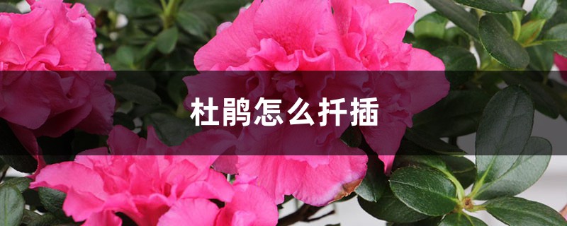杜鹃怎么扦插 杜鹃怎么扦插