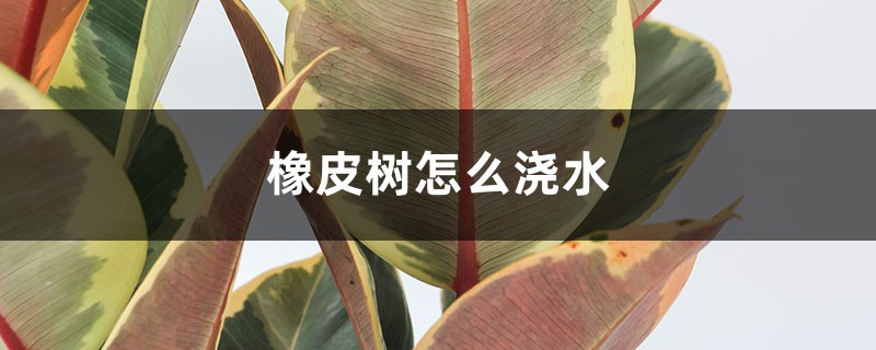 橡皮树怎么浇水 橡皮树怎么浇水