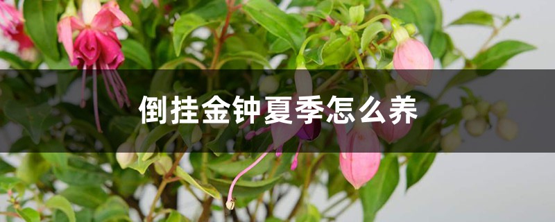 倒挂金钟夏季怎么养 倒挂金钟夏季怎么养