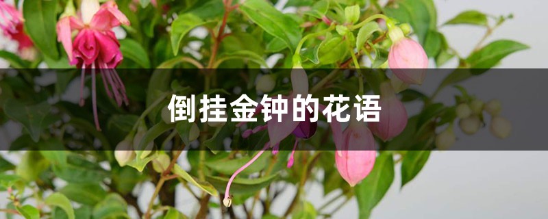 倒挂金钟的花语 倒挂金钟的花语