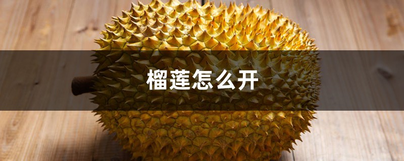 榴莲怎么开 榴莲怎么开