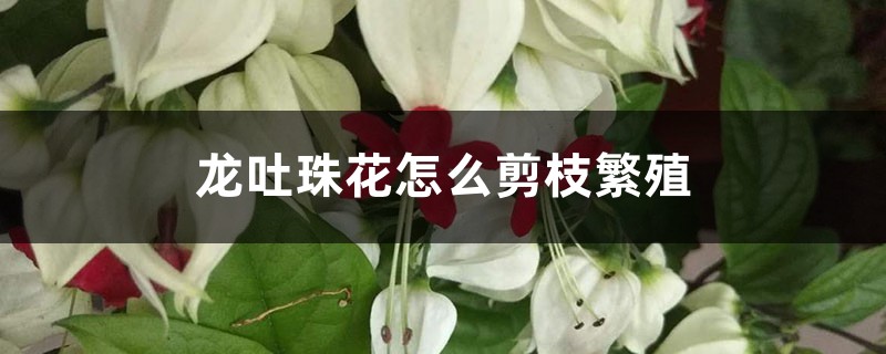 龙吐珠花怎么剪枝繁殖 龙吐珠花怎么剪枝繁殖