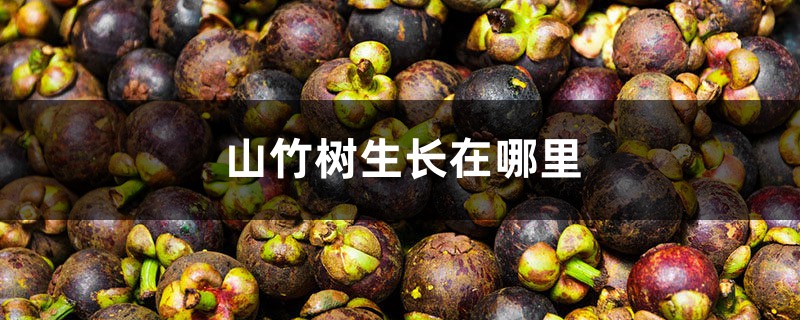 山竹树生长在哪里 山竹树生长在哪里