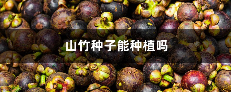 山竹种子能种植吗 山竹种子能种植吗