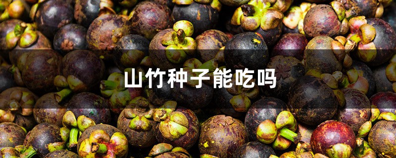山竹种子能吃吗 山竹种子能吃吗